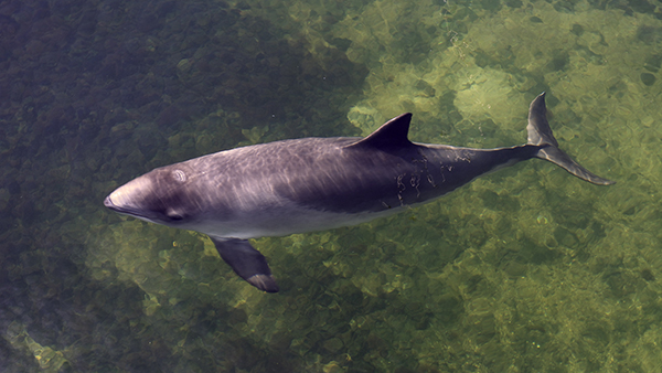 A harbor porpoise at SEAMARCO