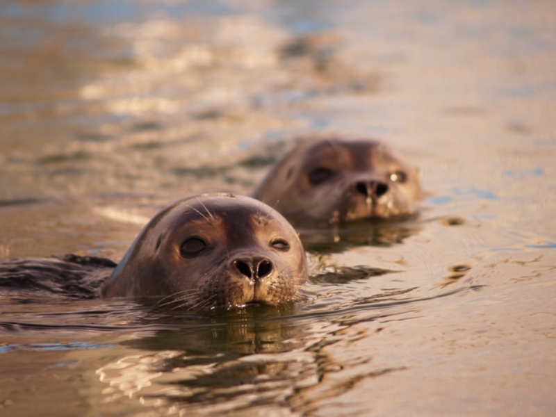 A harbor seal at SEAMARCO